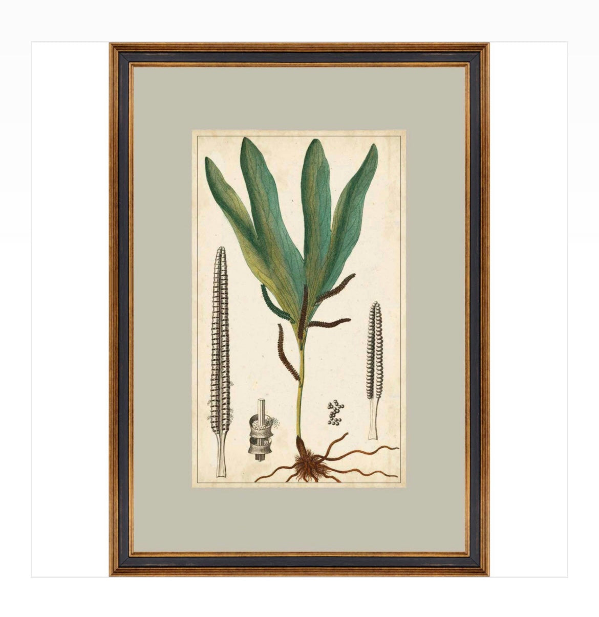 Stampa botanica incorniciata Turpin Gand & c interiors